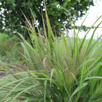 eragostis-2086-2250.jpg