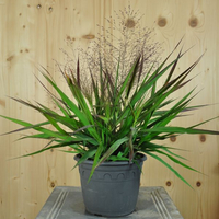 eragostis-spectabilis-purple-love-gras-16er-2086.jpg