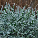ficinia-truncata-ice-crystal-3845.jpg
