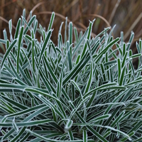 ficinia-truncata-ice-crystal-3845.jpg