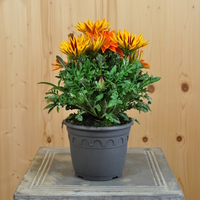 gazania-cultivars-kiss-mix-gruenblatt-14er-3760.jpg