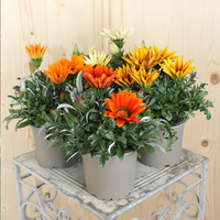 gazania-culktivars-kiss-mix-12er-1527.jpg