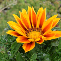 gazania-cultivars-1527.jpg