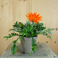 gazania-cultivars-mix-gruenblatt-12er-1527.jpg