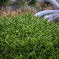 hebe-green-globe-3137-3374.jpg