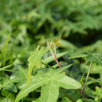 hedera-gruen-1215.jpg