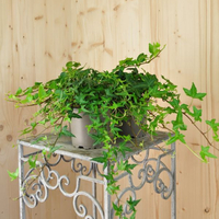 hedera-helix-mix-gruen-12er-1215.jpg