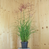 miscanthus-sinensis-ferner-osten-21er-3820.jpg