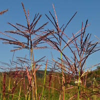 miscanthus-sinensis-ferner-osten-3820.jpg