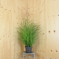 miscanthus-sinensis-kleine-fontaene-21er-3821.jpg