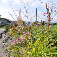 miscanthus-sinensis-kleine-fontaene-3821.jpg