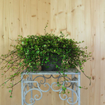 muehlenbeckia-complexa-feinblaettrig-16er-2285.jpg