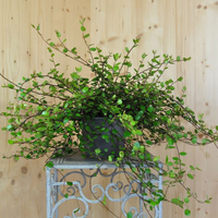 muehlenbeckia-complexa-grobblaettrig-16er-2414.jpg