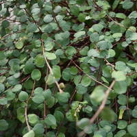 muehlenbeckia-grossblaettrig-2414-2403-1233.jpg