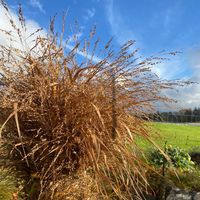 panicum-virgatum-warrior-2298-1839-v.jpg