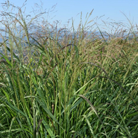 panicum-warrior-1839-2298-2214.jpg