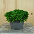 sagina-subulata-dunkel-gruen-14er-2939.jpg