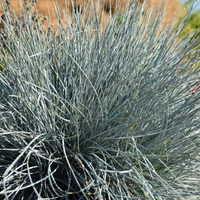 festuca-azurith-2539-2538.jpg