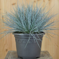festuca-cinarea-azurit-21er-2538.jpg