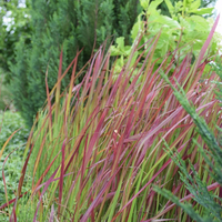imperata-2190-1756.jpg