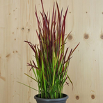 imperata-cylindrica-red-baron-21er-1756.jpg