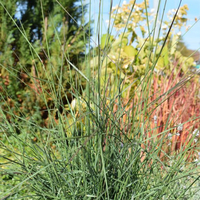 muehlenbergia-capillaris-3619.jpg