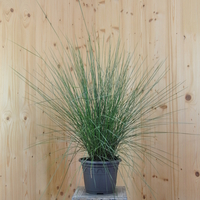 muhlenbergia-capillaris-25er-3619.jpg
