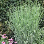 panicum-nordwind-2297.jpg