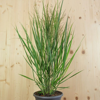 panicum-virgatum-northwind-25er-2297.jpg