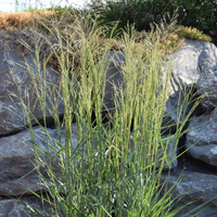 panicum-prairie-sky-2608-2993.jpg