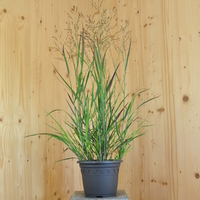 panicum-virgatum-purple-breeze-25er-3620.jpg