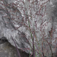 panicum-virgatum-purple-breeze-3620-1.jpg