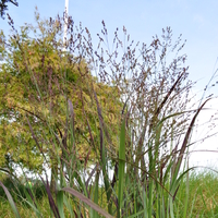 panicum-virgatum-purple-breeze-3620-2.jpg