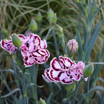 dianthus-cultivars-cap-diaz-3117.jpg