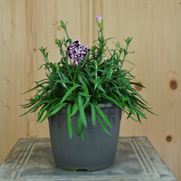 dianthus-cultivars-capitan-cap-diaz-16er-3117.jpg