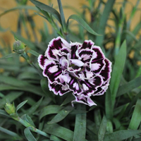 dianthus-cultivars-capitan-cap-diaz-3117.jpg
