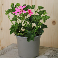pelargonium-peltatum-balcon-lilac-13er-1650.jpg