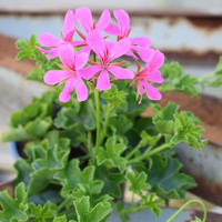 pelargonium-peltatum-grp-balcon-lila-1650.jpg