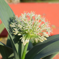 allium-karataviense-ivory-queen-3295-3472.jpg