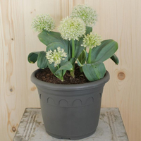 allium-karataviense-ivory-queen-3295.jpg