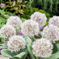 allium-karataviense-3294-1-v.jpg