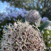 allium-karataviense-3294-v.jpg