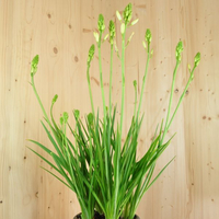camassia-leichtlinii-alba-weiss-21er-3615.jpg