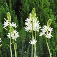 camassia-leichtlinii-alba-weiss-3615-v.jpg