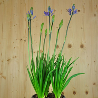 camassia-leichtlinii-dunkelblau-21er-3616.jpg