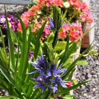 camassia-leichtlinii-dunkelblau-3616-1.jpg