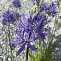 camassia-leichtlinii-dunkelblau-3616-v.jpg