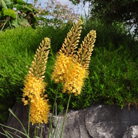 eremurus-3480-v.jpg