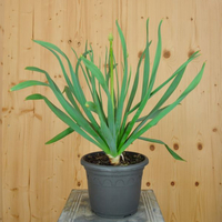 eremurus-pinocchio-21er-3480.jpg