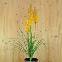 eremurus-x-isabellinus-pinocchio-21er-bluete-3480.jpg